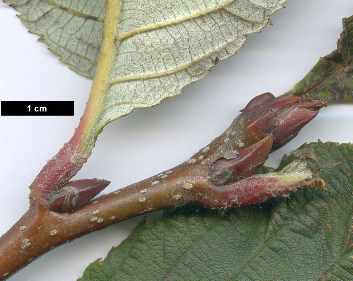 High resolution image: Family: Rosaceae - Genus: Sorbus - Taxon: aff. atrosanguinea High resolution image: Family: Rosaceae - Genus: Sorbus - Taxon: aff. atrosanguinea